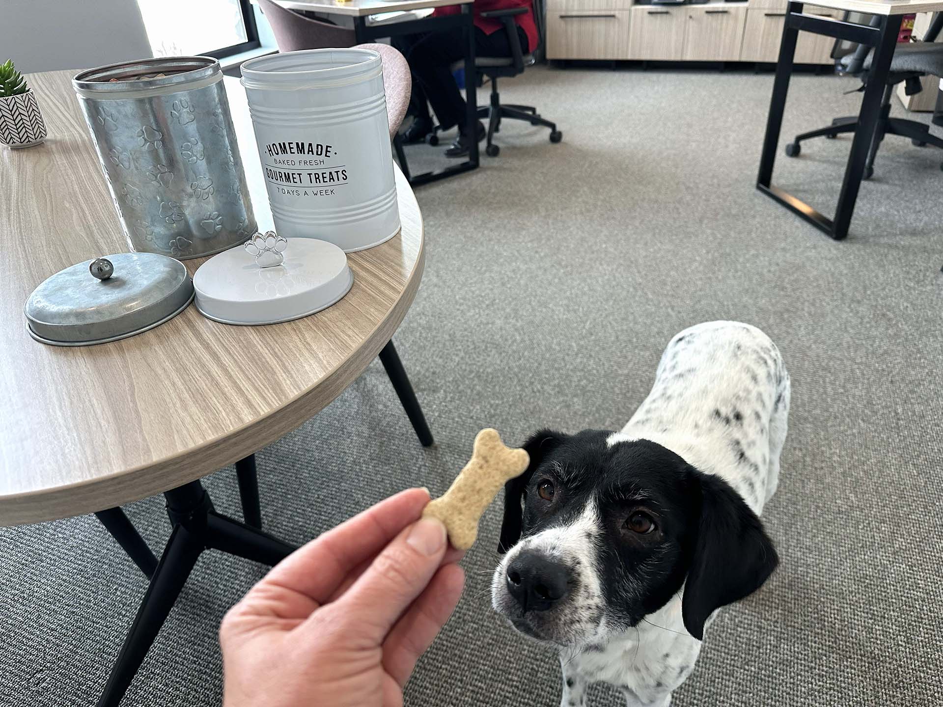 LillyTreat-1920x-gallery9