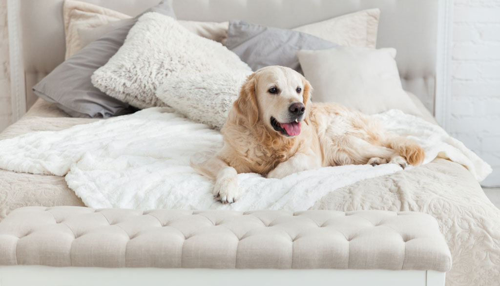 golden-retriever-laying-on-bed-1024